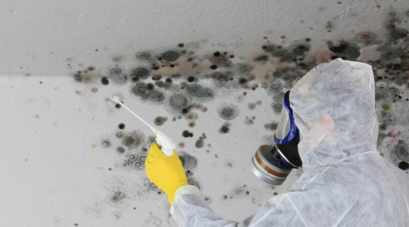 All You Need To Know About Mold Remediation Certification