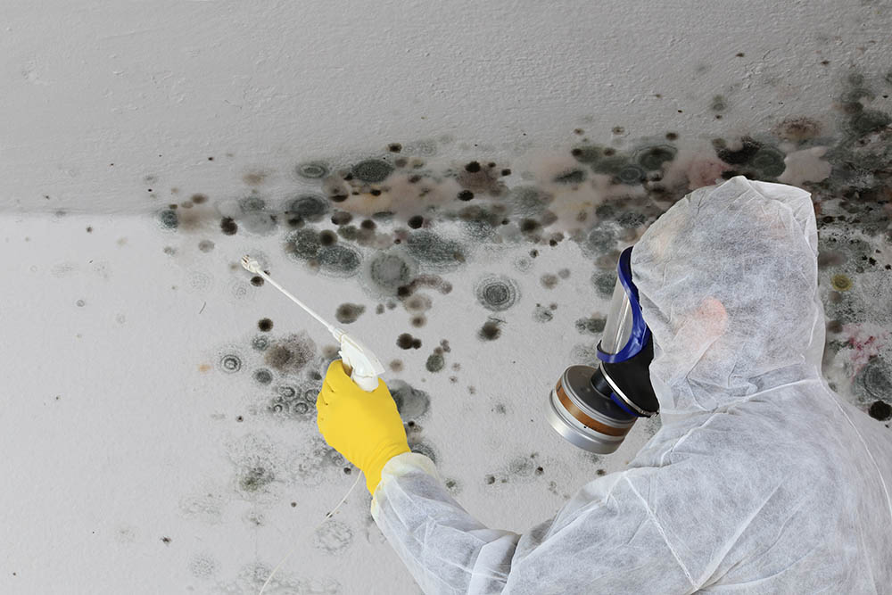 All You Need To Know About Mold Remediation Certification